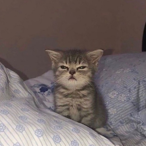 Meet your Posher, Alice - Picture 1 of 1